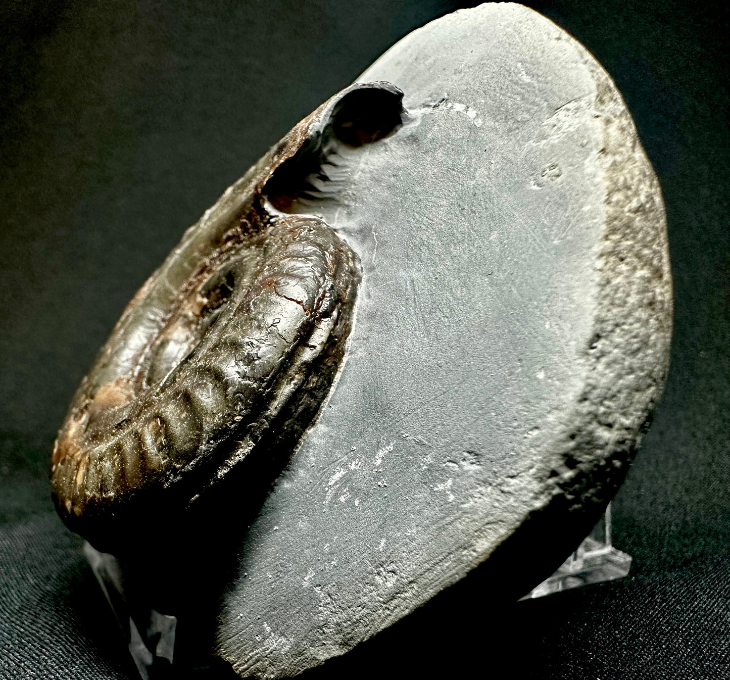 Hildoceras Bifrons ammonite fossil - Whitby, North Yorkshire Jurassic Coast