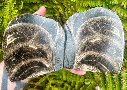 Polished Ammonite Pair, Mappleton, East Yorkshire, England