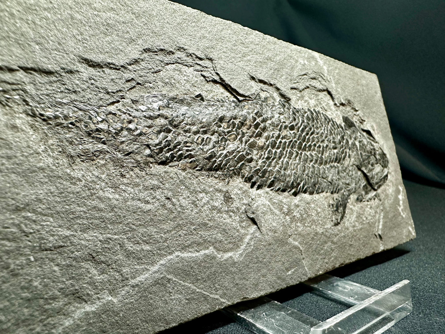 Old Red Sandstone Early Devonian “Lobed Fin” Fossil Fish from Orkney, Scotland Osteolepis macrolepidotus