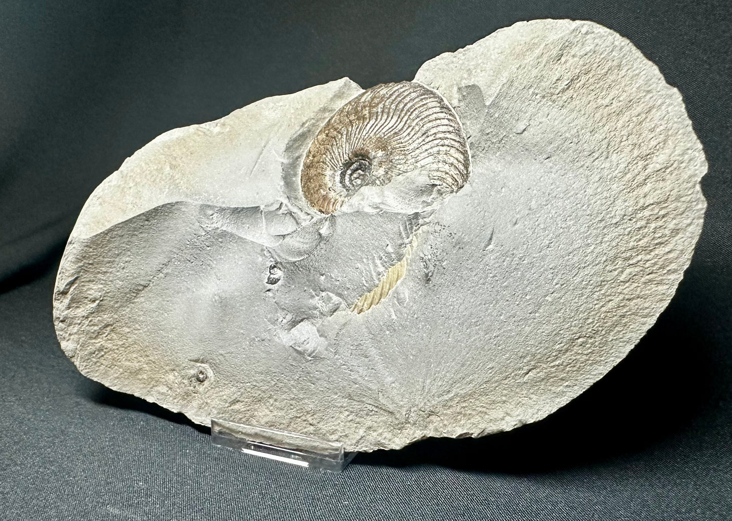 British Lower Jurassic, Upper Lias Ammonite Cluster from Sandsend, Whitby, North Yorkshire, England.   Cleviceras elegans