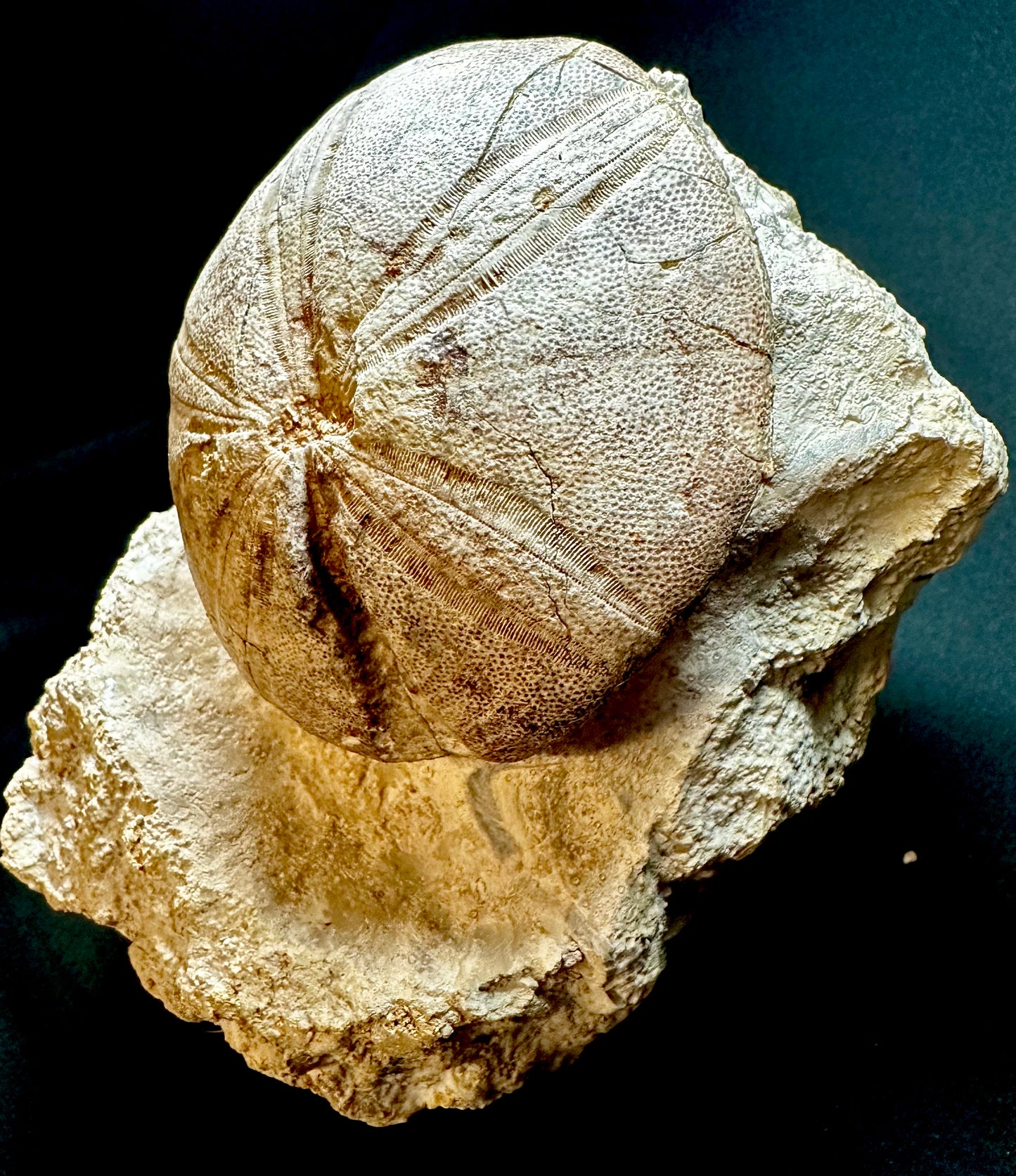 Echinoid [Clypeus plotti] – Jurassic – UK