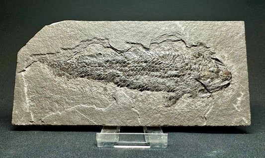 Old Red Sandstone Early Devonian “Lobed Fin” Fossil Fish from Orkney, Scotland Osteolepis macrolepidotus