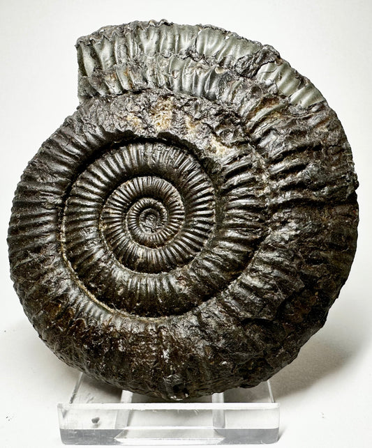 Dactylioceras Commune, Upper Lias, Lower Jurassic ammonite from North Yorkshire, Whitby.