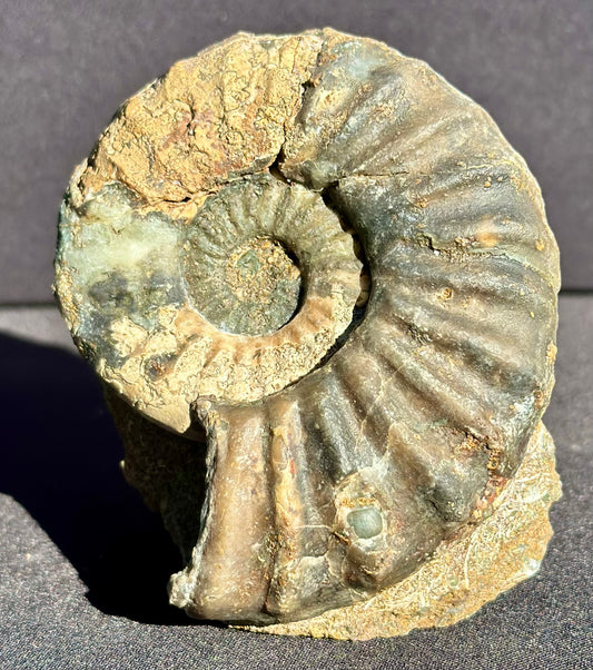 Asteroceras Ammonite Scunthorpe