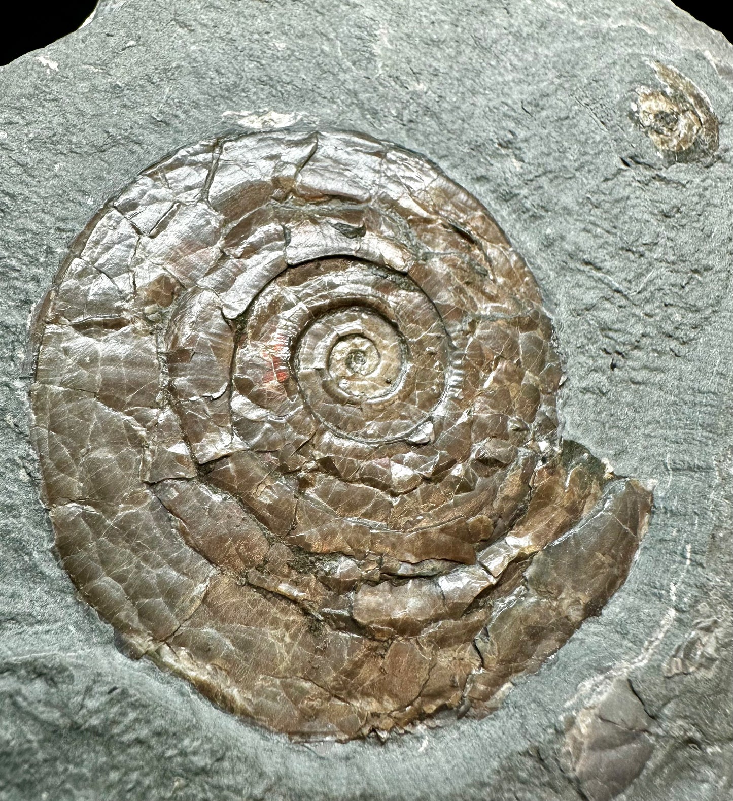 Iridescent Lower Lias, Lower Jurassic Ammonite from North Somerset Psiloceras planorbis