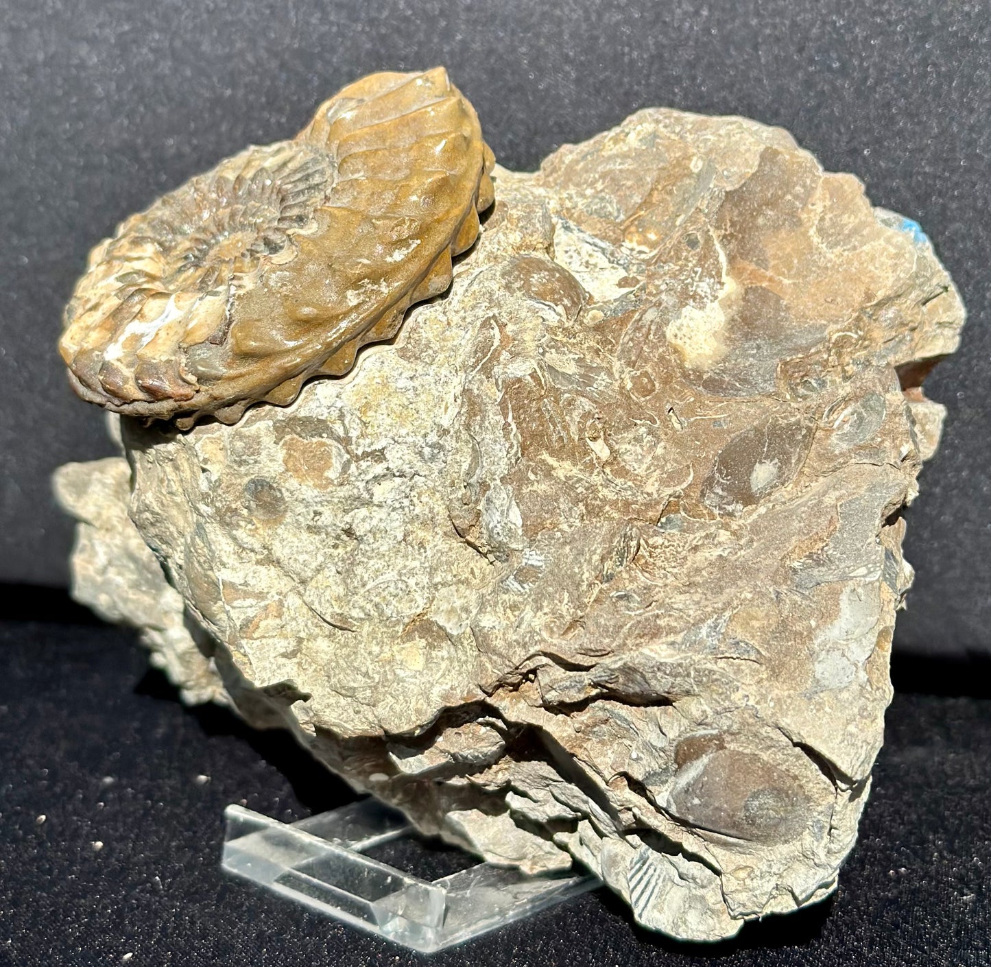 Pleuroceras Ammonite