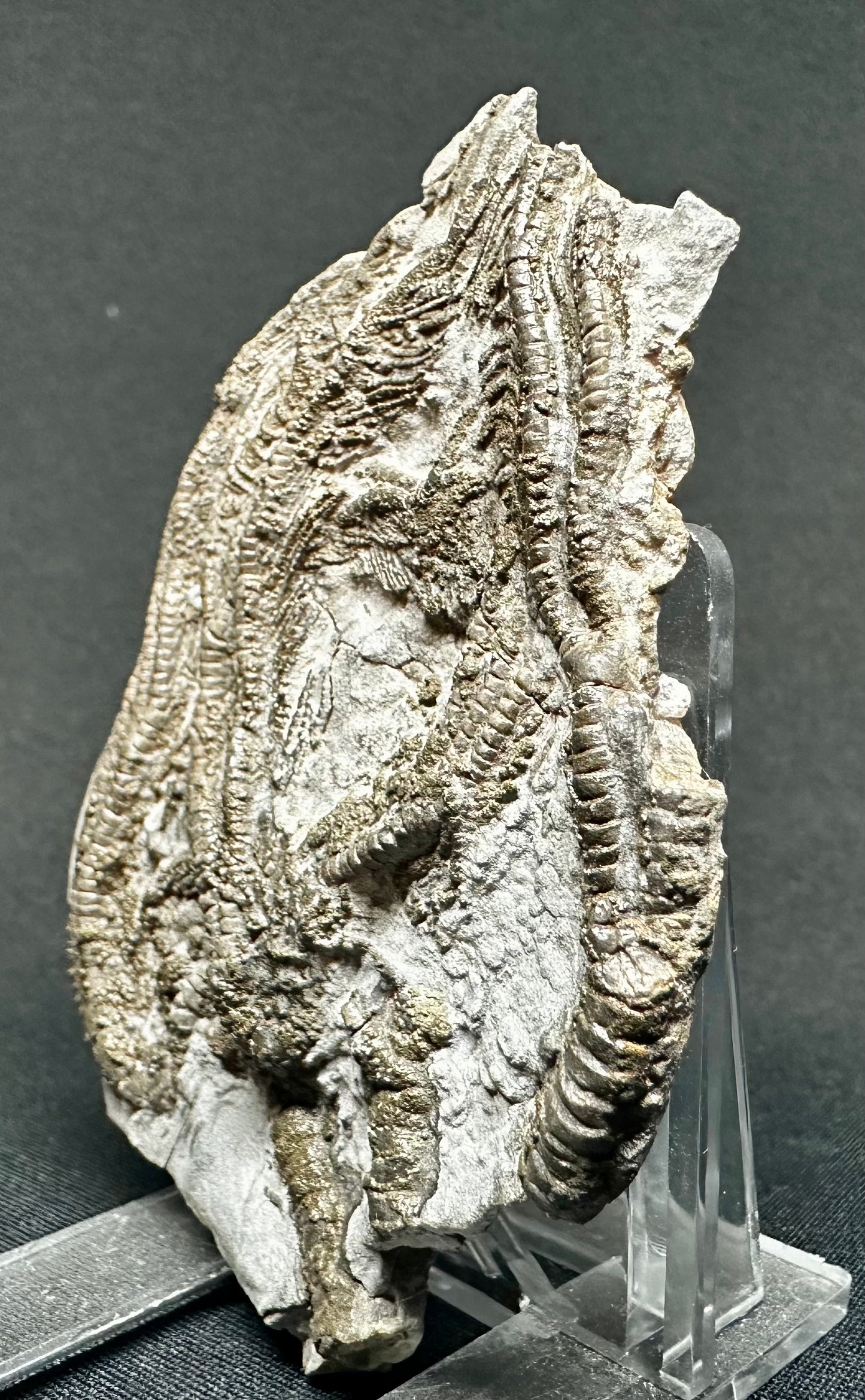 British Lower Jurassic Crinoid from Charmouth, Dorset, England Pentacrinites fossilis