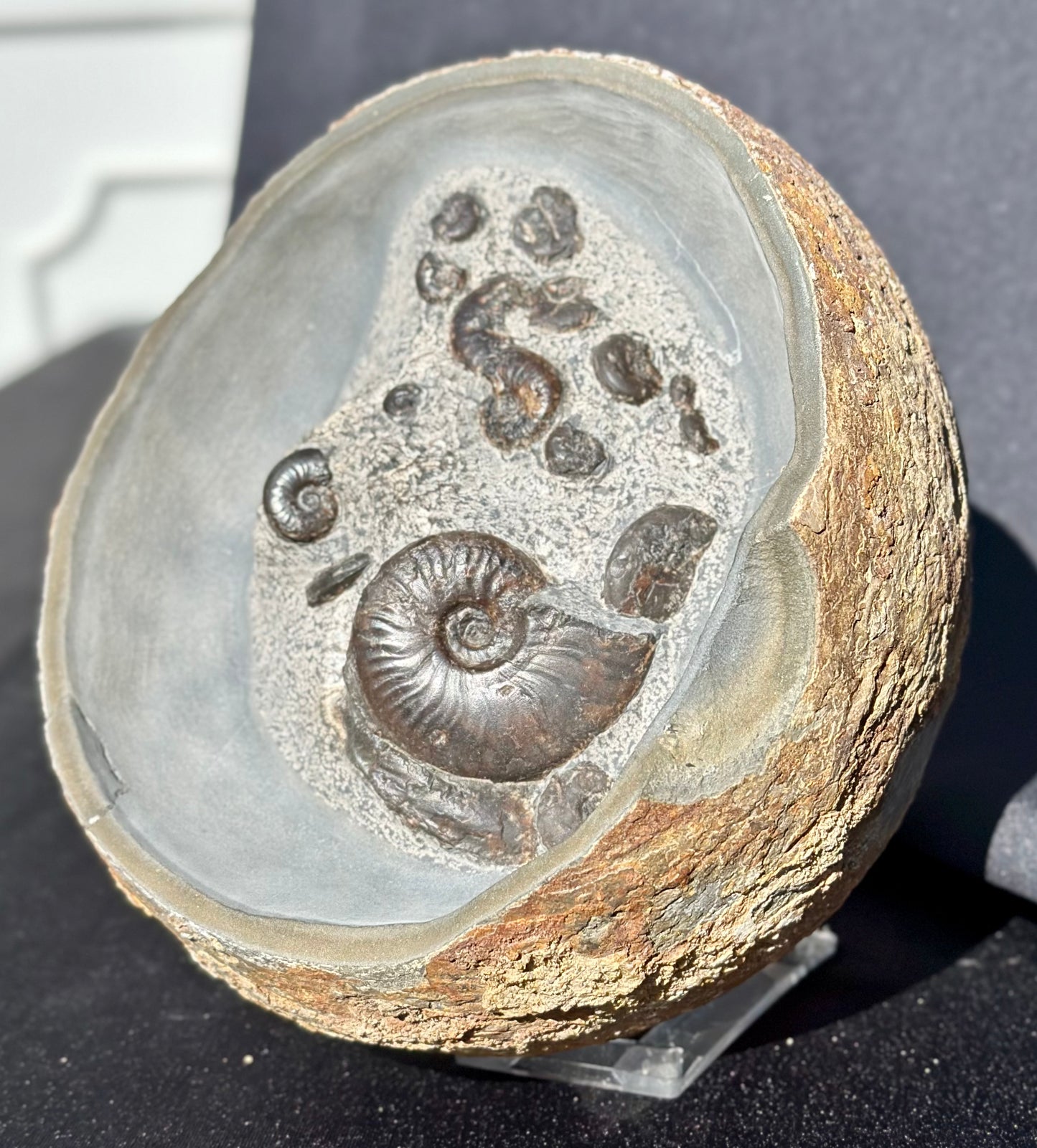 Eleganticeras cannon ball