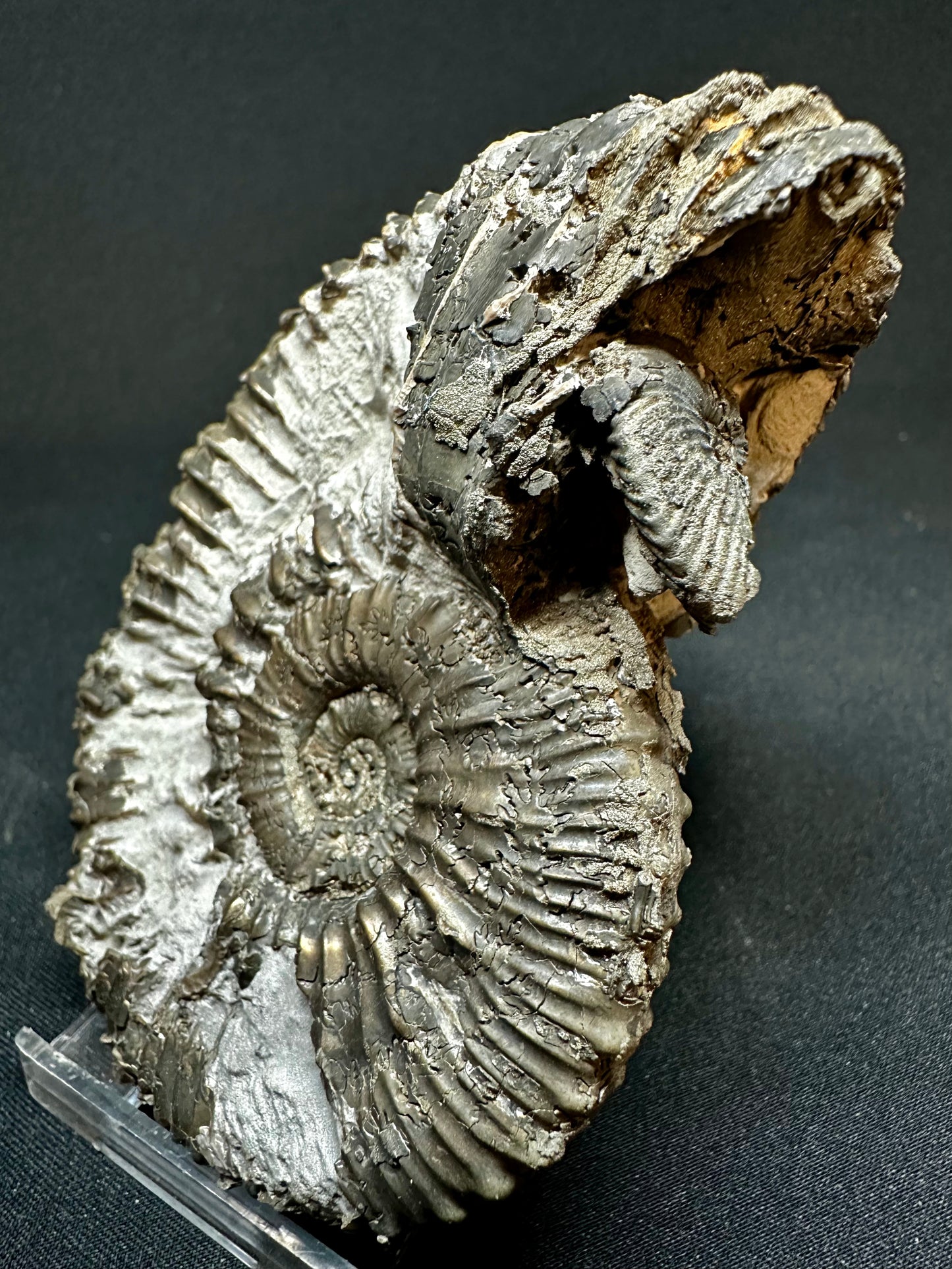 Kosmoceras Spinosum Macroconch Ammonite