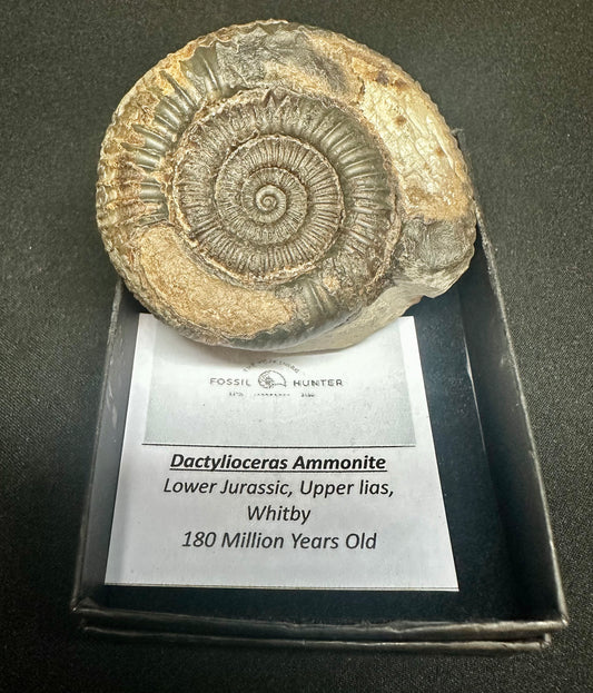 dactylioceras Ammonite Fossil