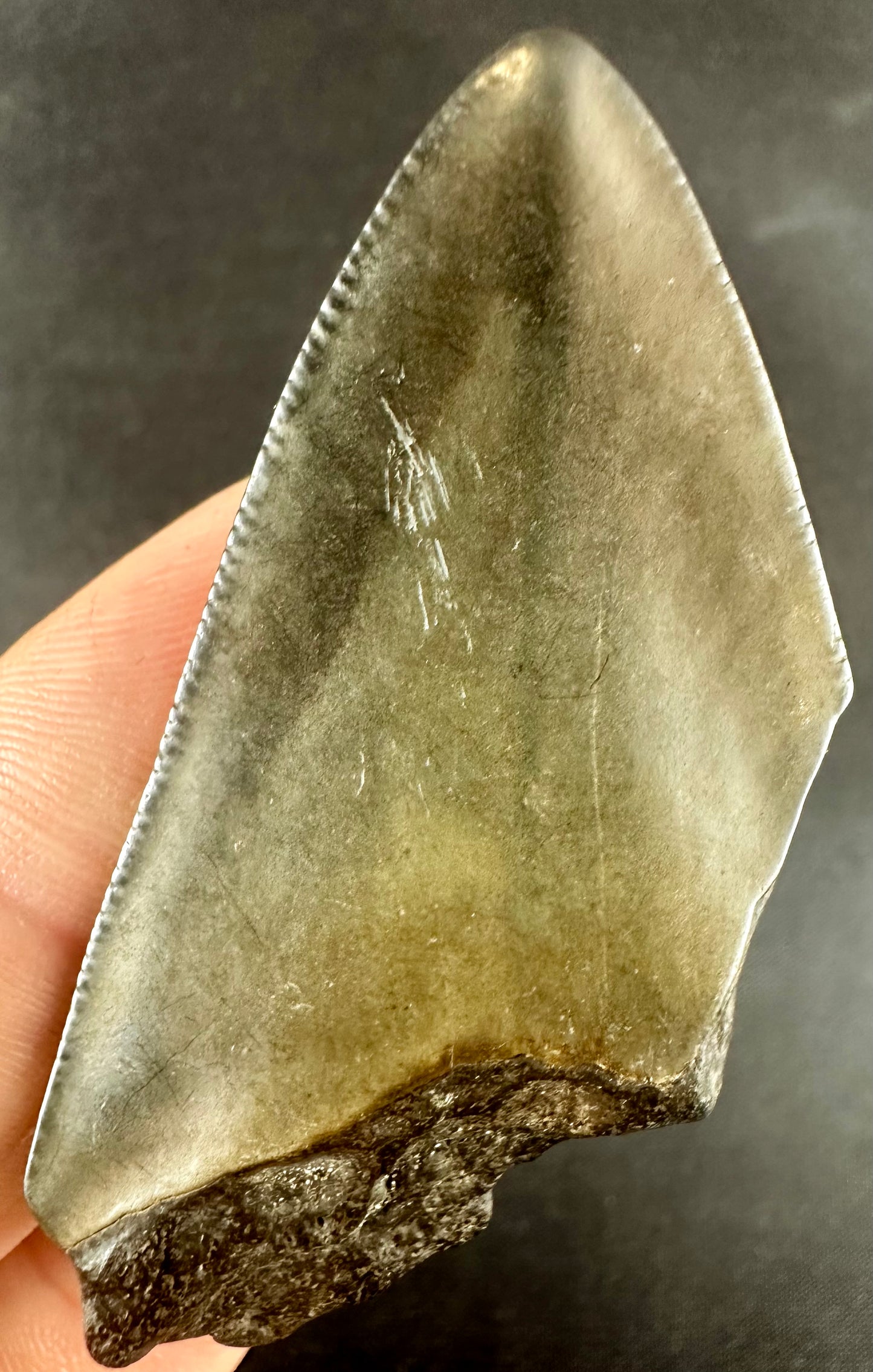 Megalodon Shark Tooth - Miocene - South Carolina - USA