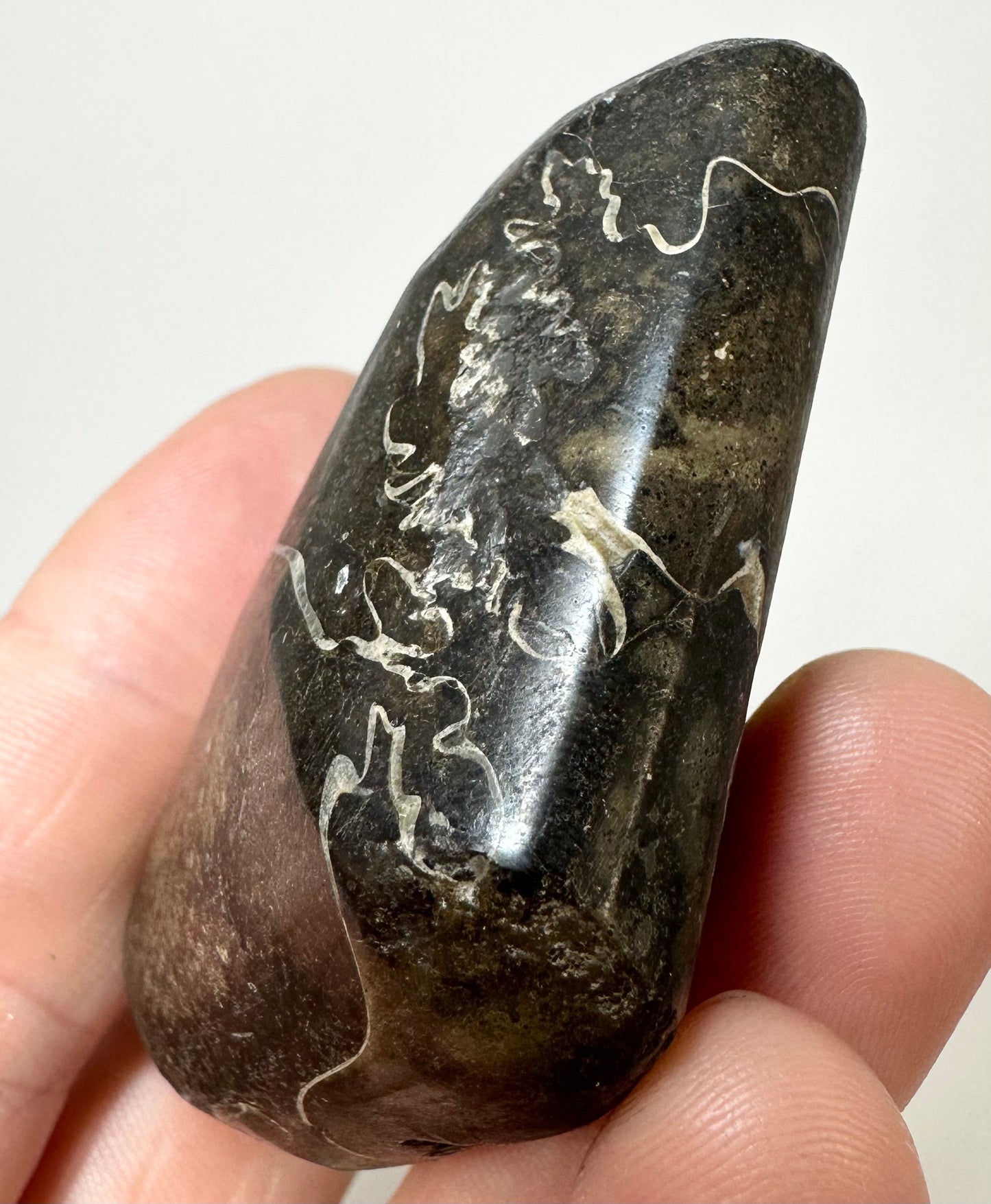 Speeton Suture Stone, Ammonite Fragment. Cretaceous, Speeton Clays.