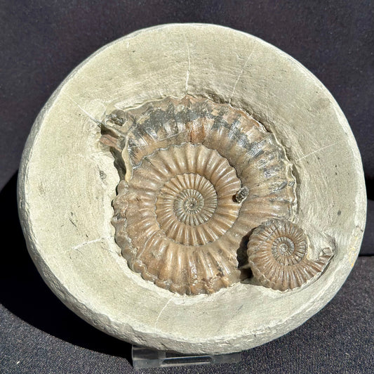 Androgynaceras Ammonite