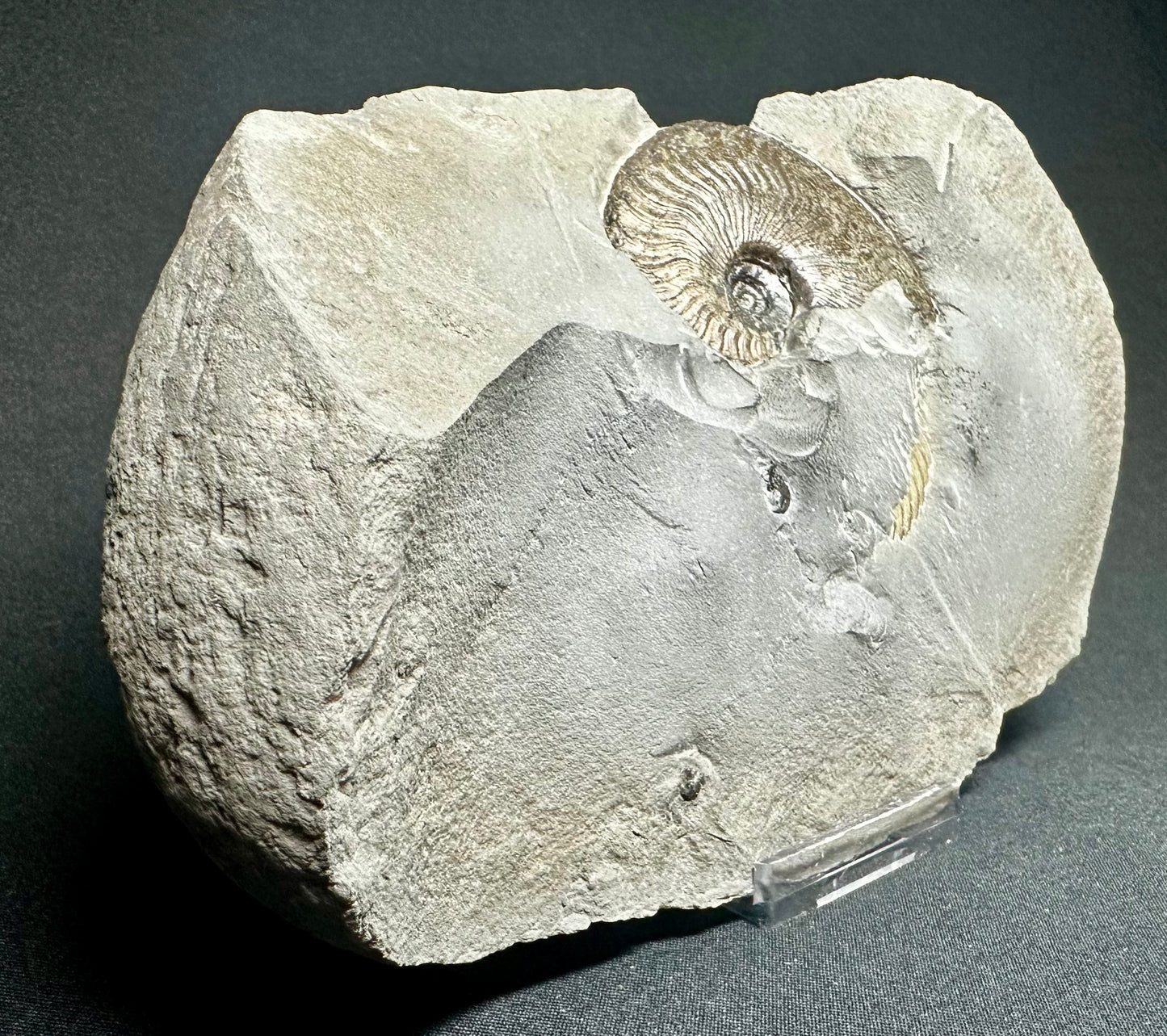 British Lower Jurassic, Upper Lias Ammonite Cluster from Sandsend, Whitby, North Yorkshire, England.   Cleviceras elegans