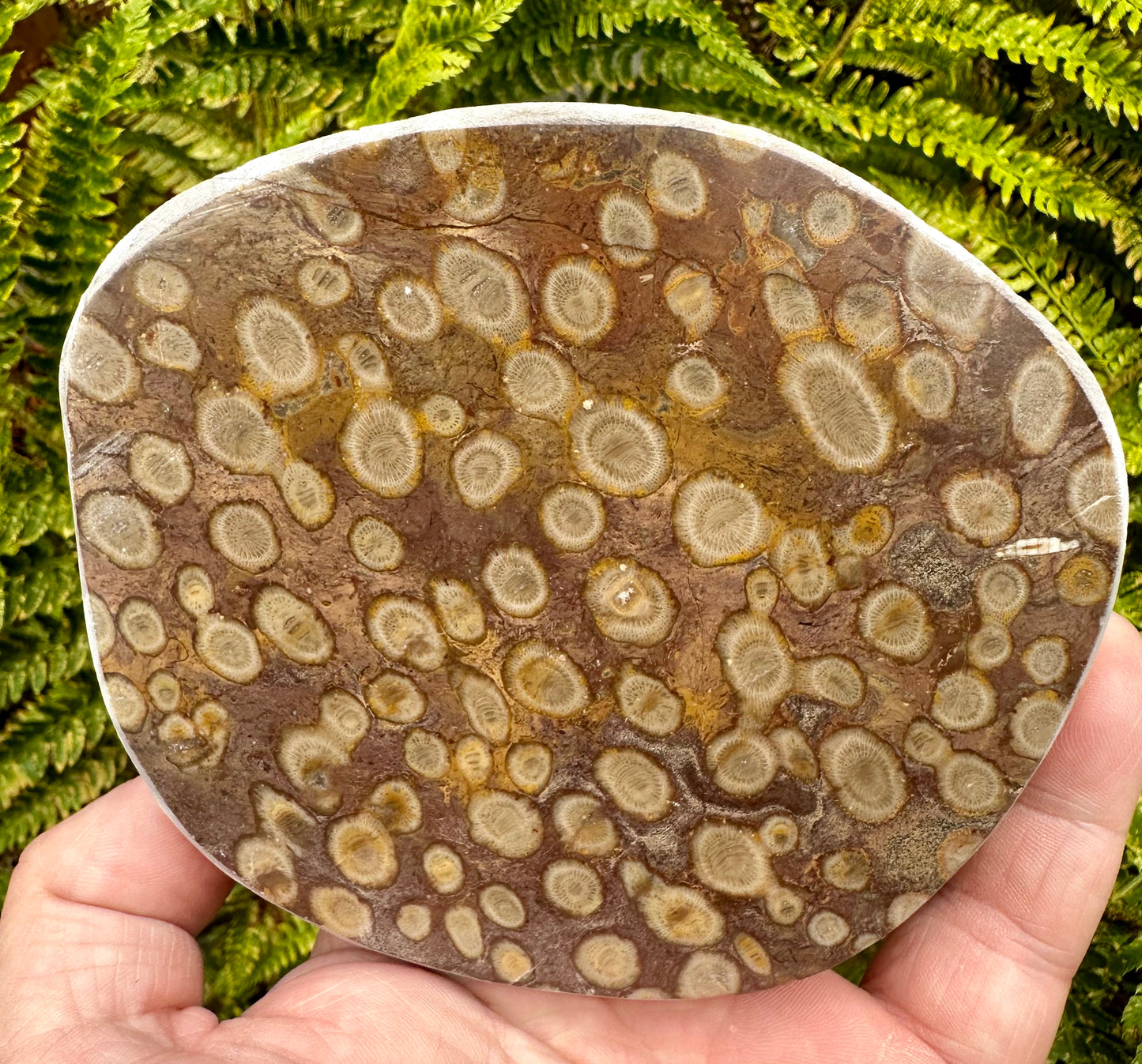 Carboniferous Coral Polished, Mappleton, Holderness Coast, East Yorkshire, England