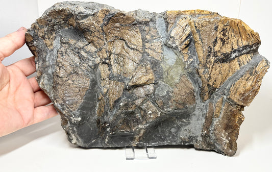 Gyrosteus Fish Bone Fossil, Jurassic Coast, North Yorkshire, Whitby.