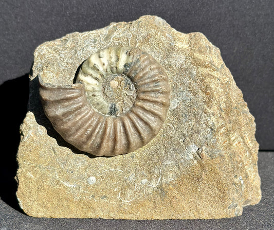 Asteroceras Ammonite Scunthorpe