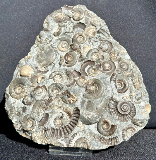 Arnioceras multi