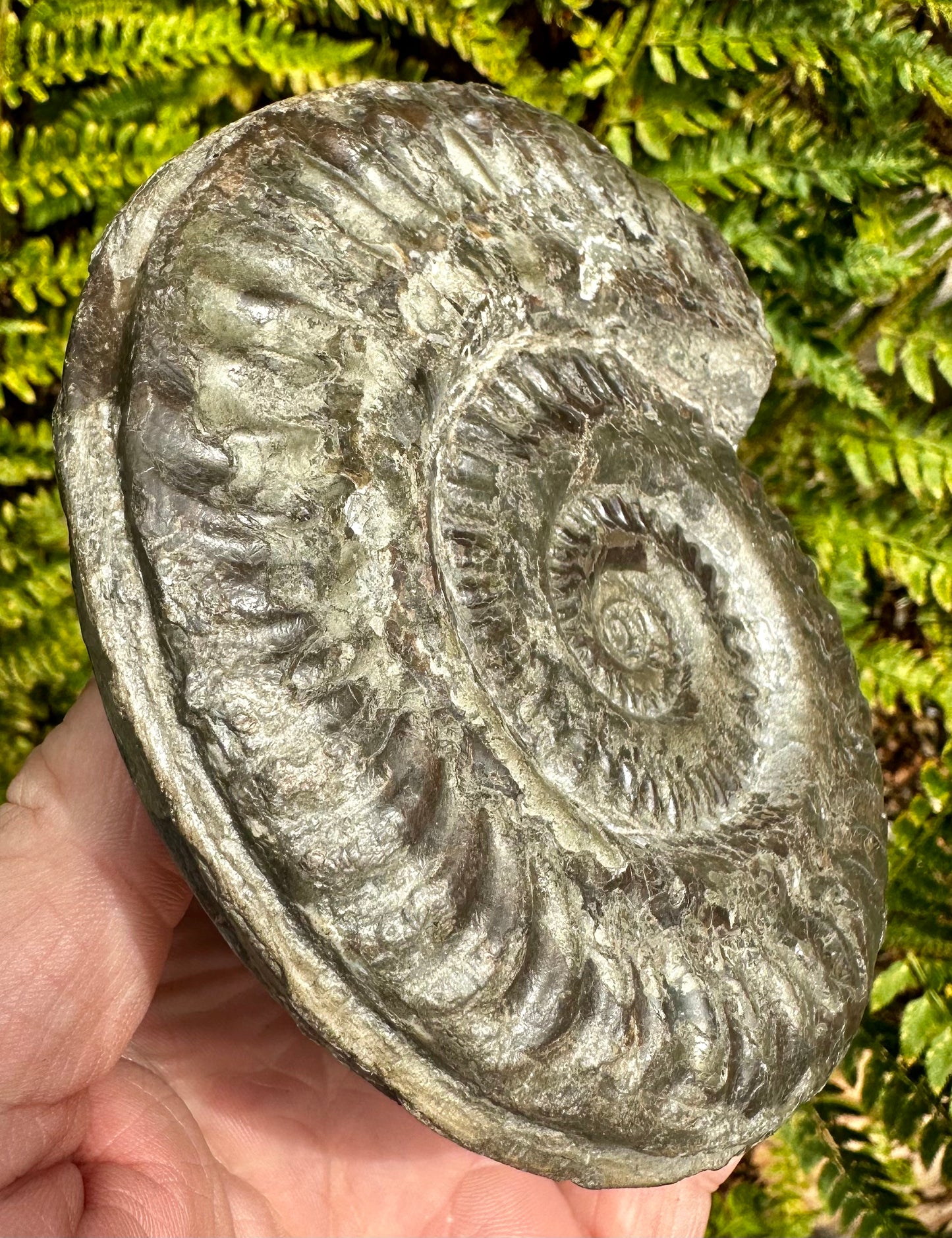 Hildoceras Lusitanicum ammonite fossil - Whitby, North Yorkshire, England.