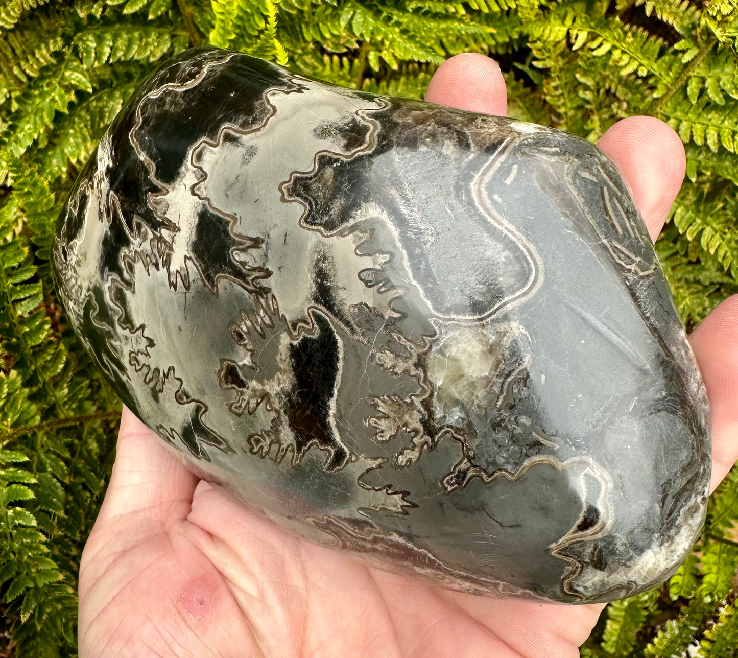 Polished Ammonite fragment Mappleton, East Yorkshire, England