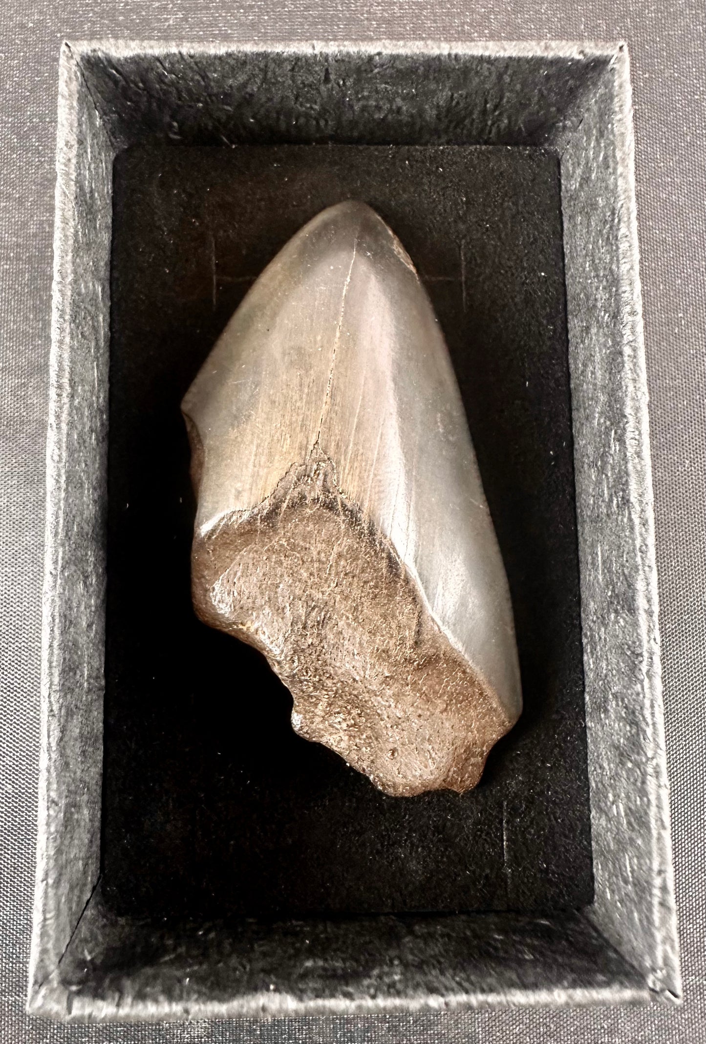 Megalodon Shark Tooth - Miocene - South Carolina - USA