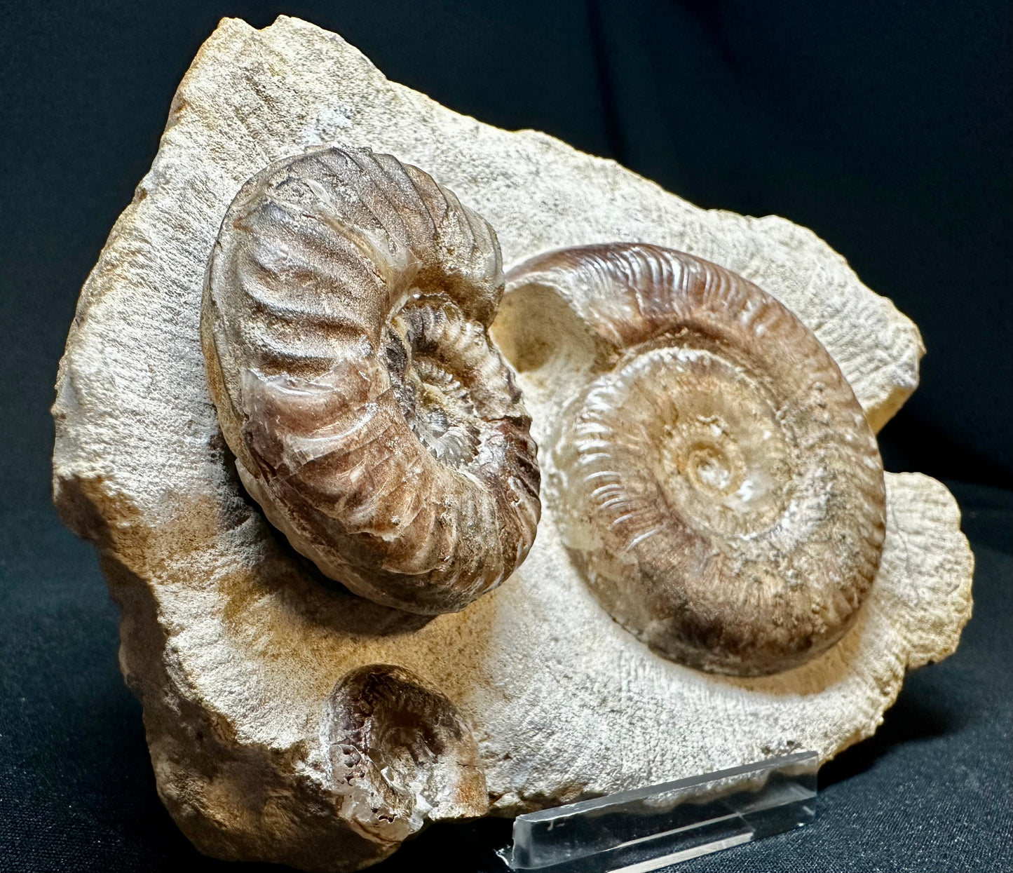 Grammoceras treble Ammonite so