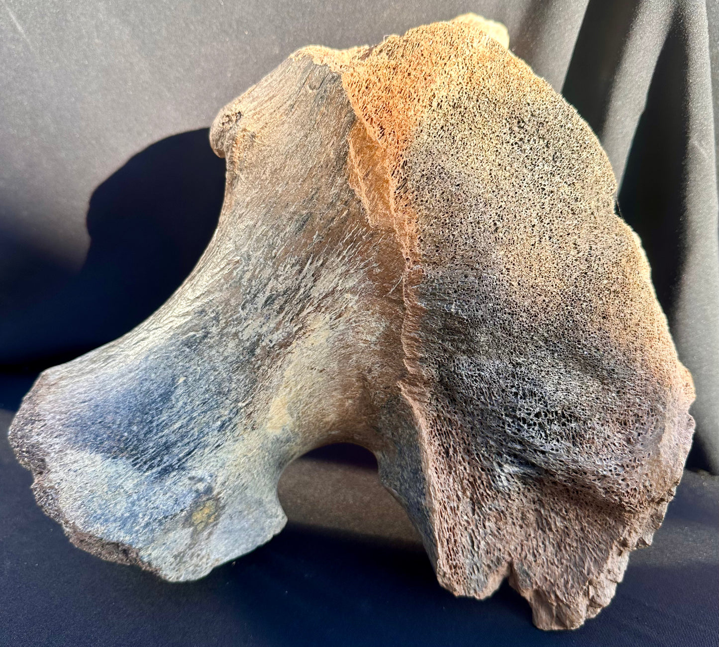 Woolly Mammoth pelvic bone