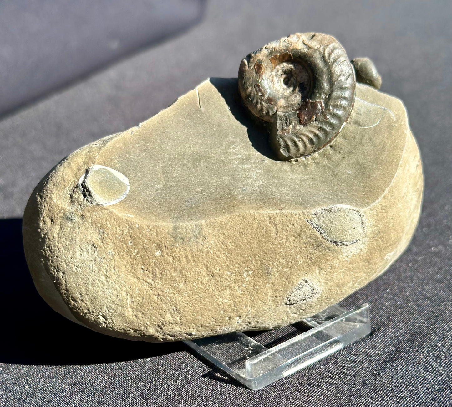 Hildoceras and Gastropod