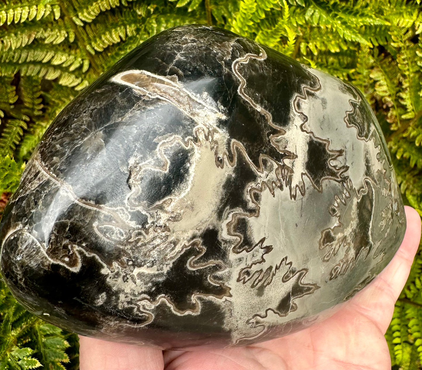 Polished Ammonite fragment Mappleton, East Yorkshire, England