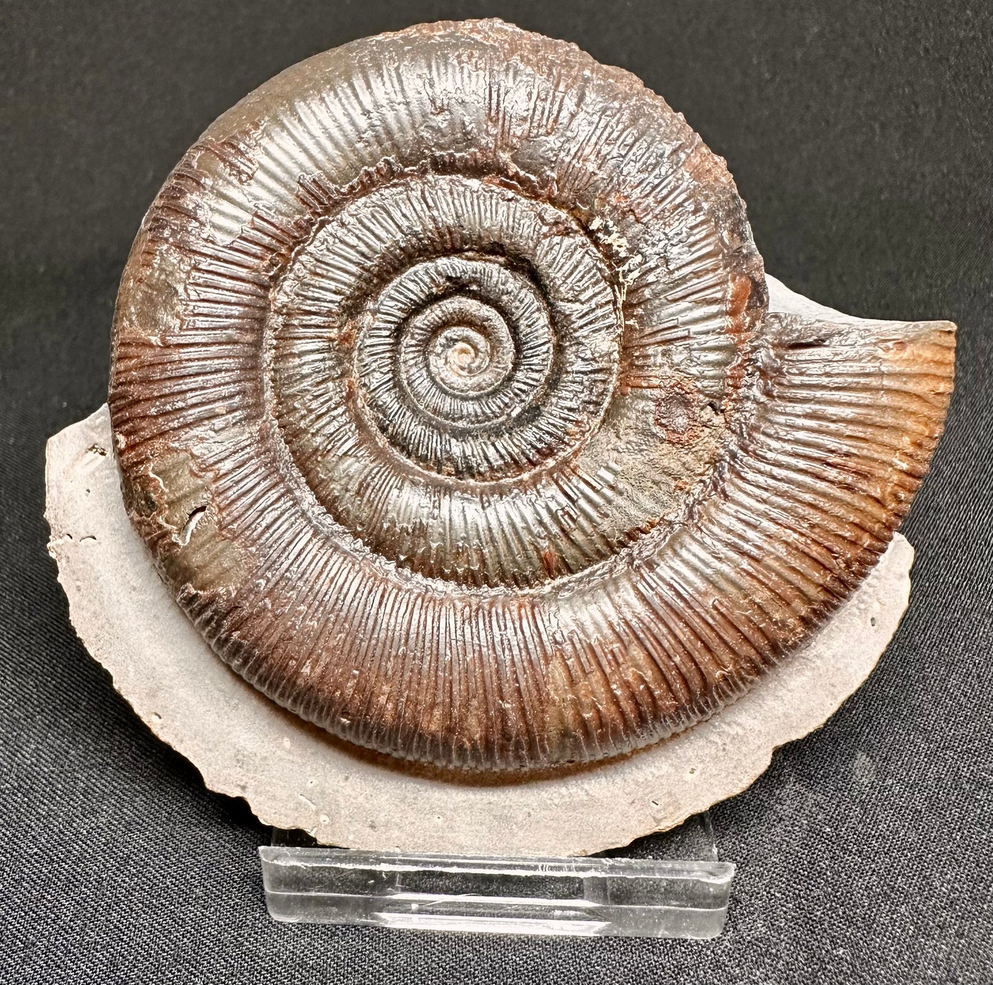 Dactylioceras Tenuicostatum ammonite fossil - Whitby, North Yorkshire, England