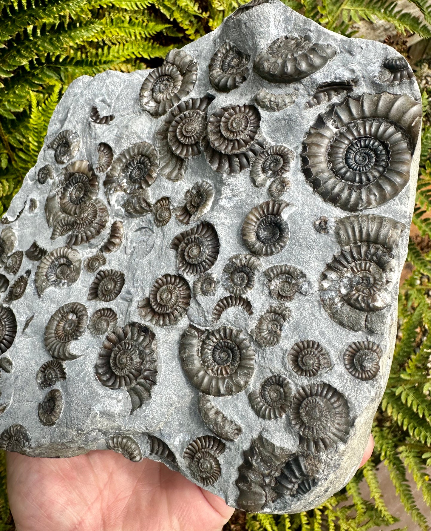 Arnioceras Semicostatum ammonite multi block fossil, Holderness coast, East Yorkshire, England