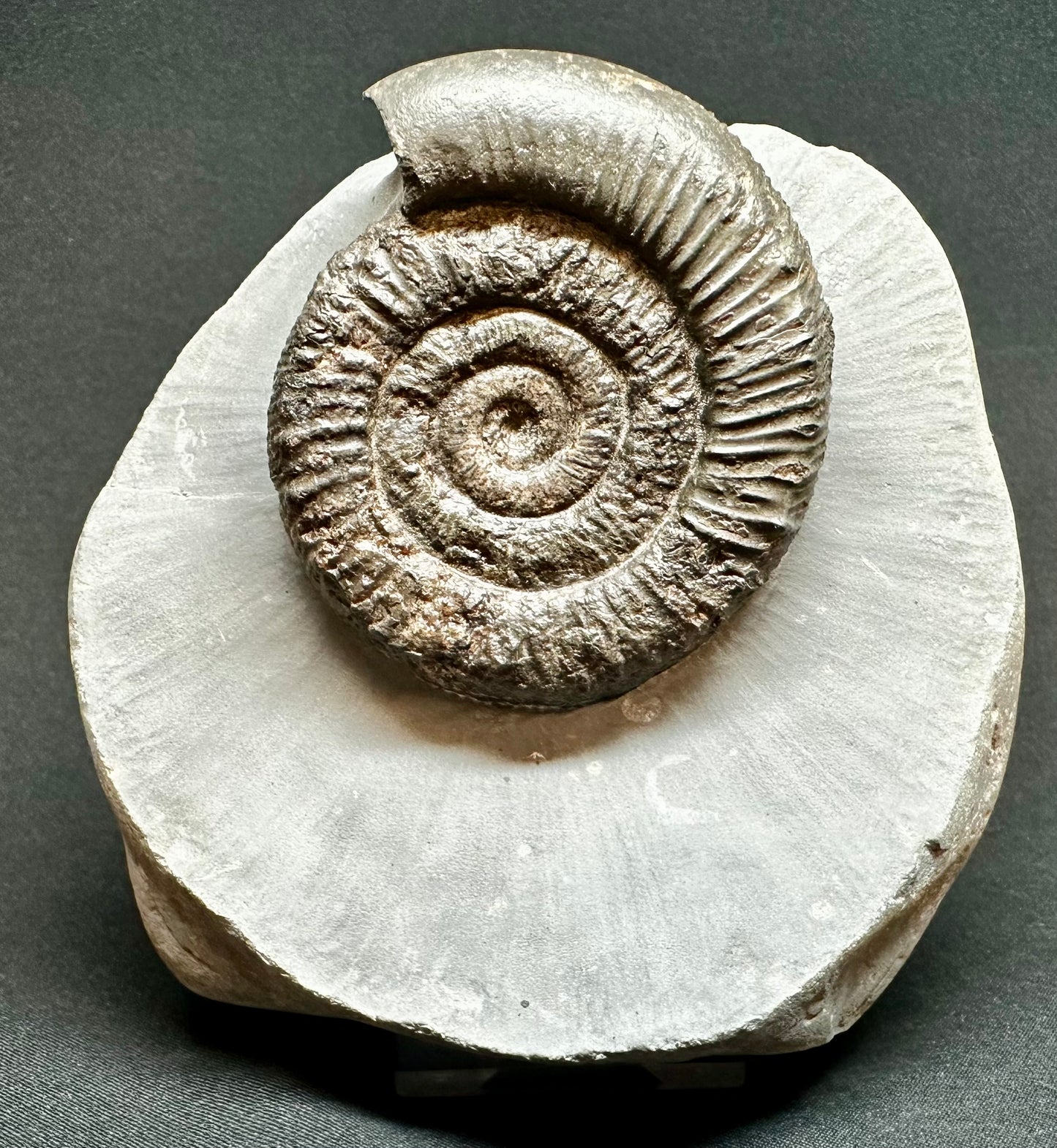 Lower Jurassic, Upper Lias Ammonite from Runswick Bay, Whitby, North Yorkshire, England Peronoceras fibulatum