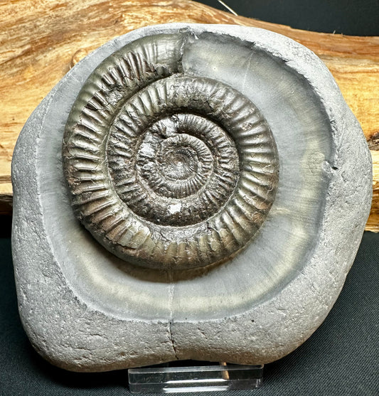Dactylioceras Ammonite