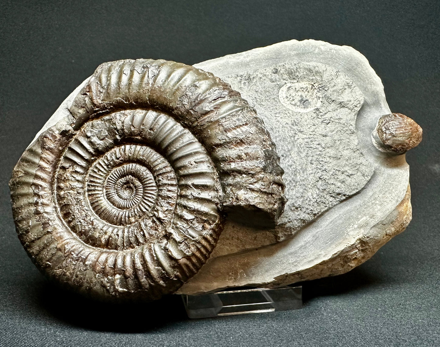 Dactylioceras Ammonite Fossil