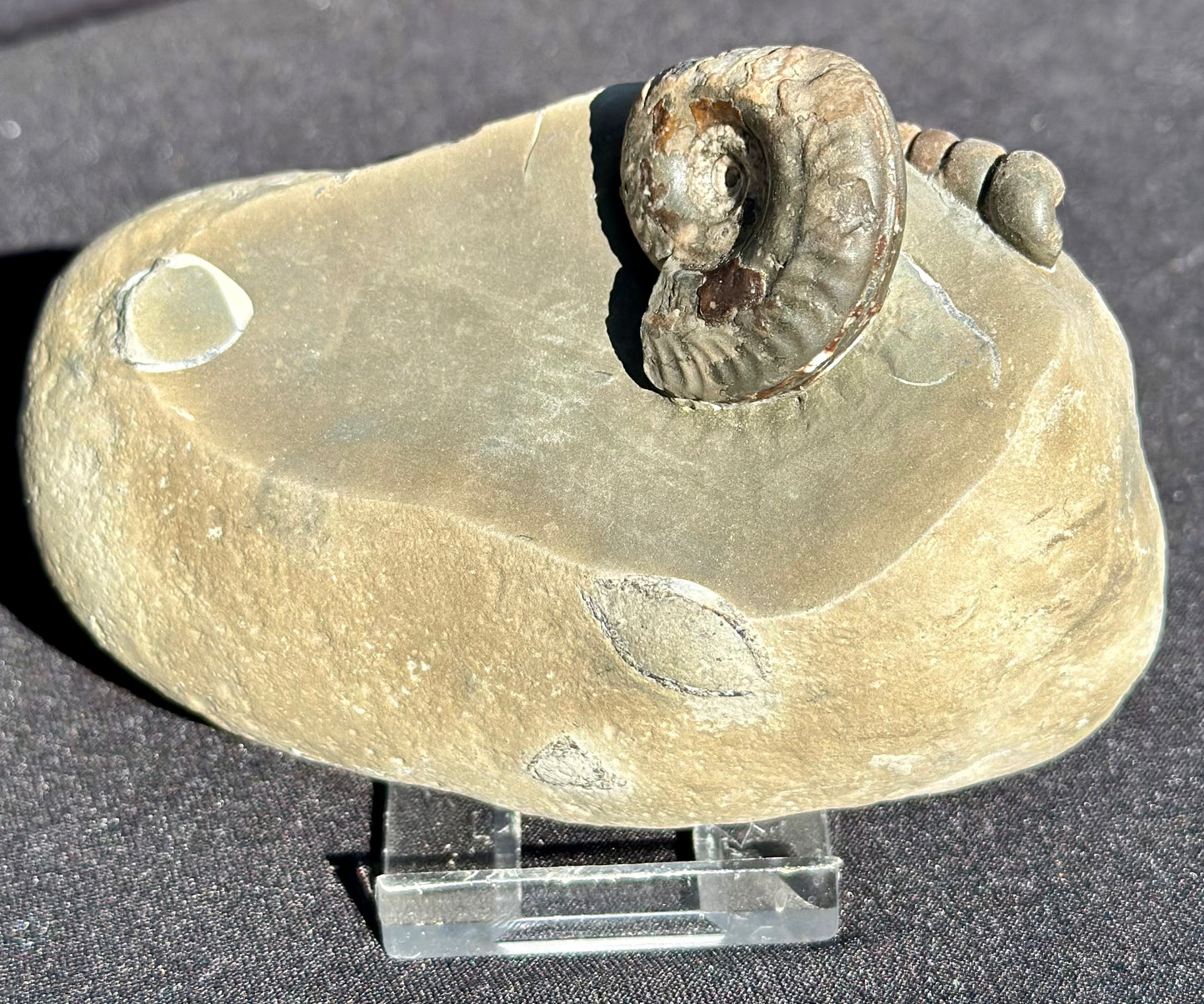 Hildoceras and Gastropod