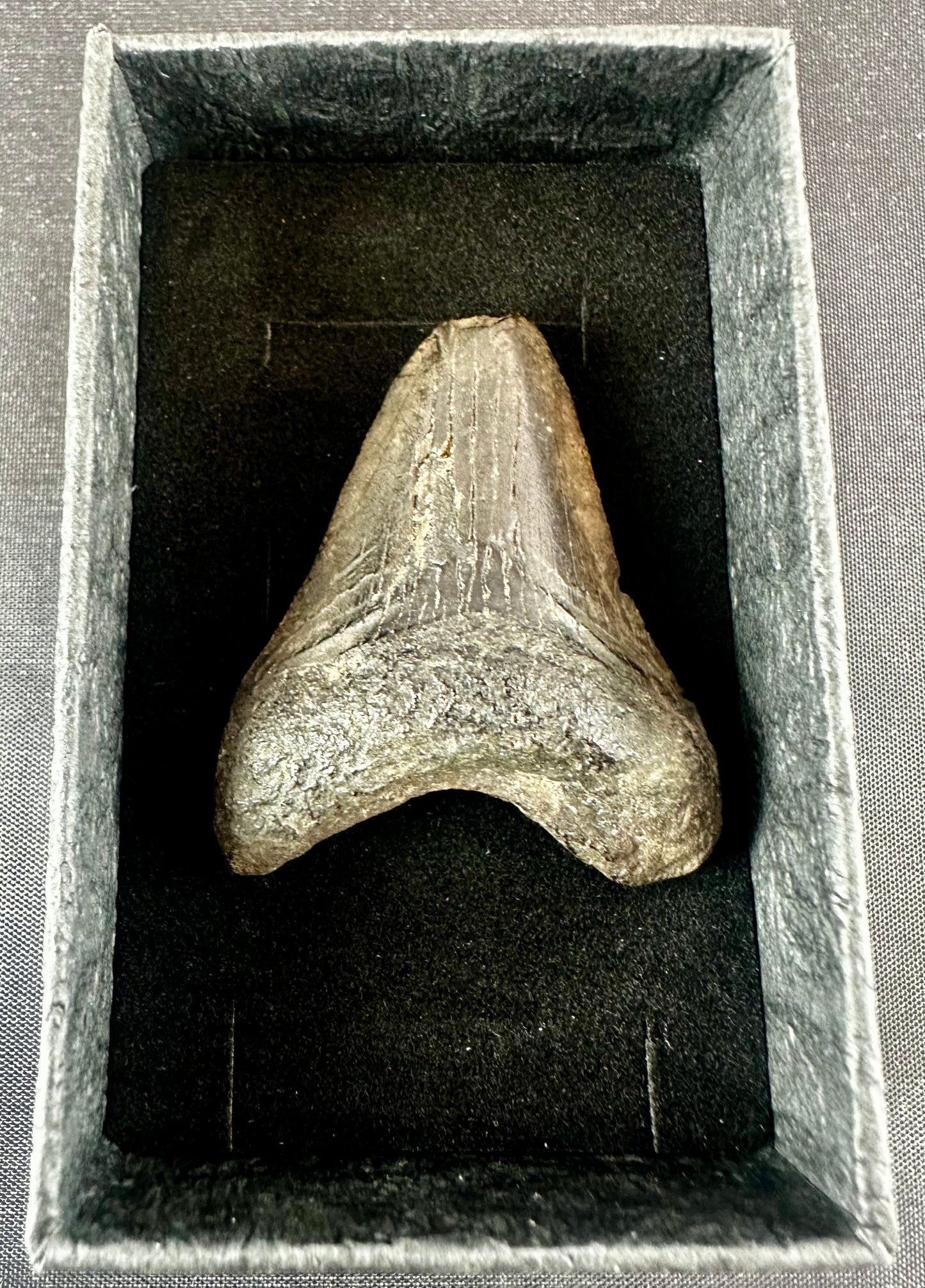 Megalodon Shark Tooth - Miocene - South Carolina - USA