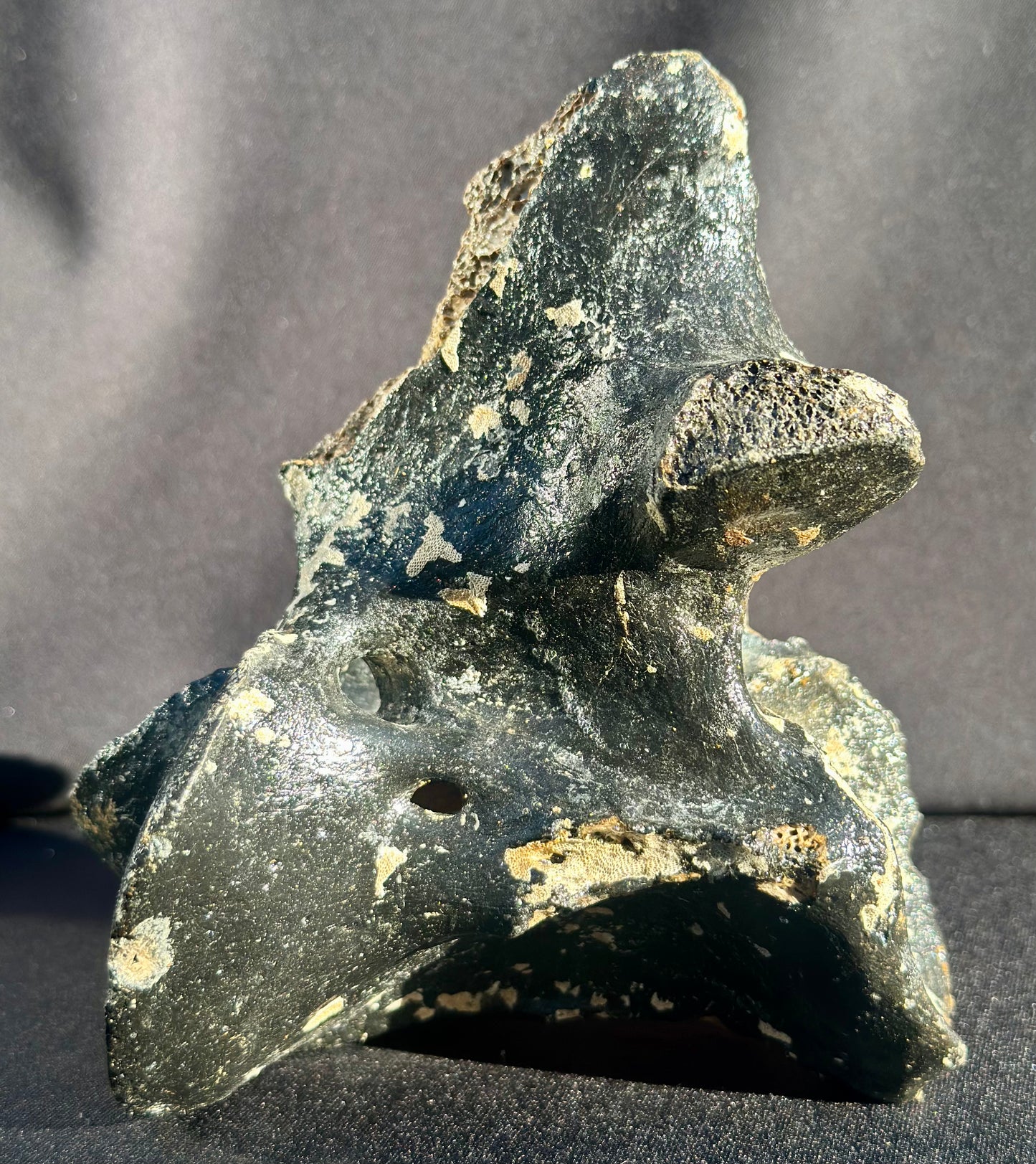 Irish Elk Vertebra