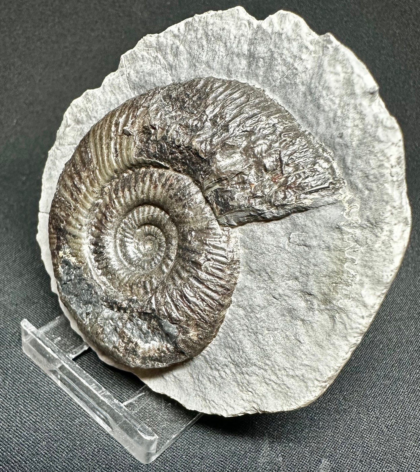 Dactylioceras semicelatum ammonite fossil - Whitby, North Yorkshire Jurassic Coast