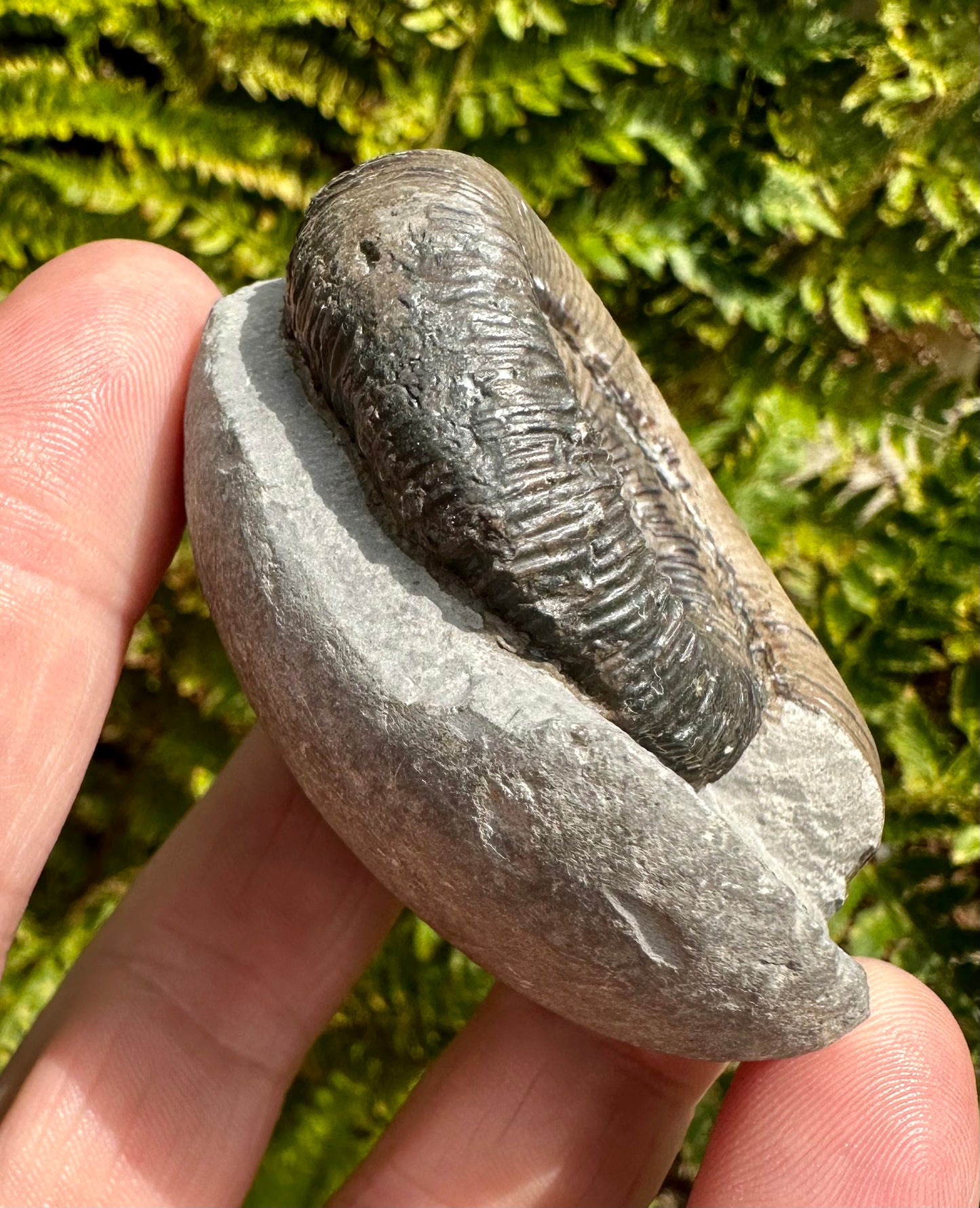 Dactylioceras Tenuicostatum ammonite fossil - Whitby, North Yorkshire, England.