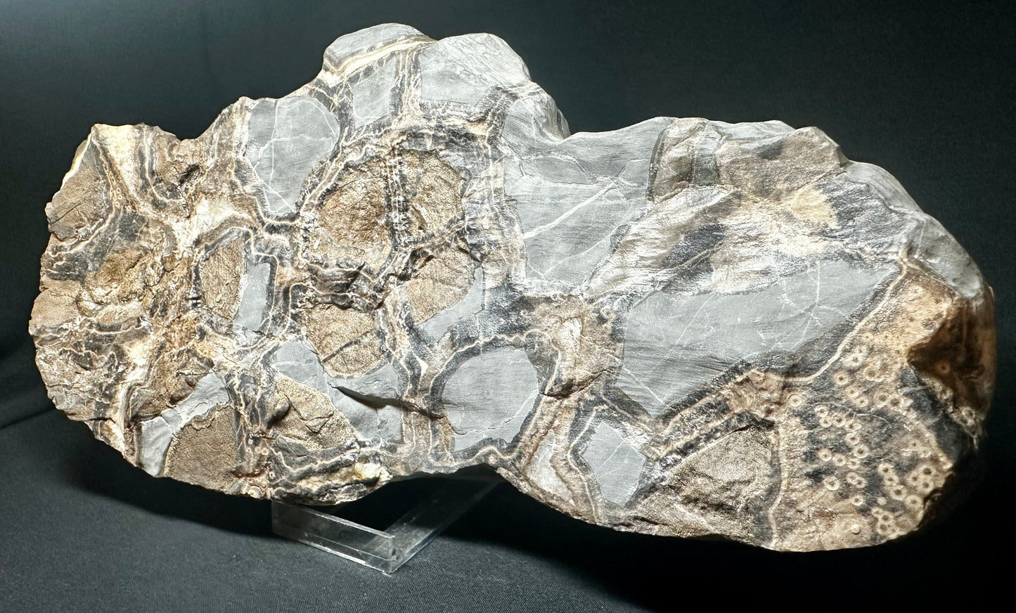 Ichthyosaur Vertebra fossil - Whitby, North Yorkshire Jurassic Coast.