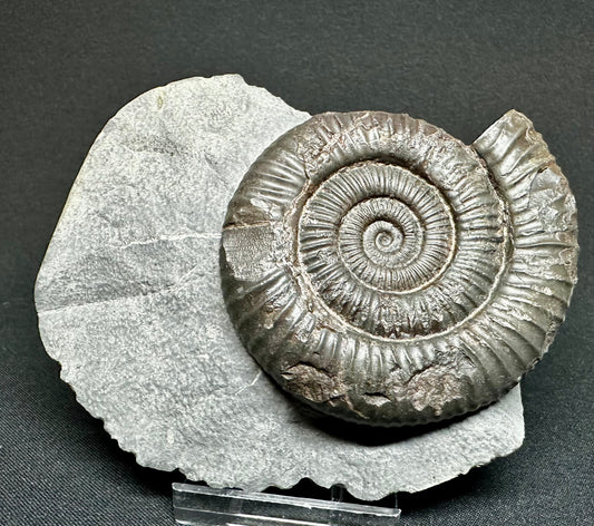 Dactylioceras Ammonite Fossil