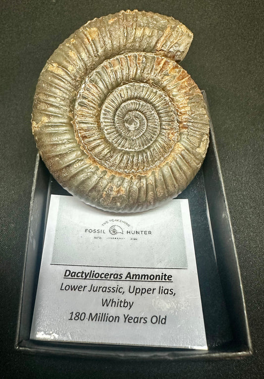 Dactylioceras Ammonite Fossil