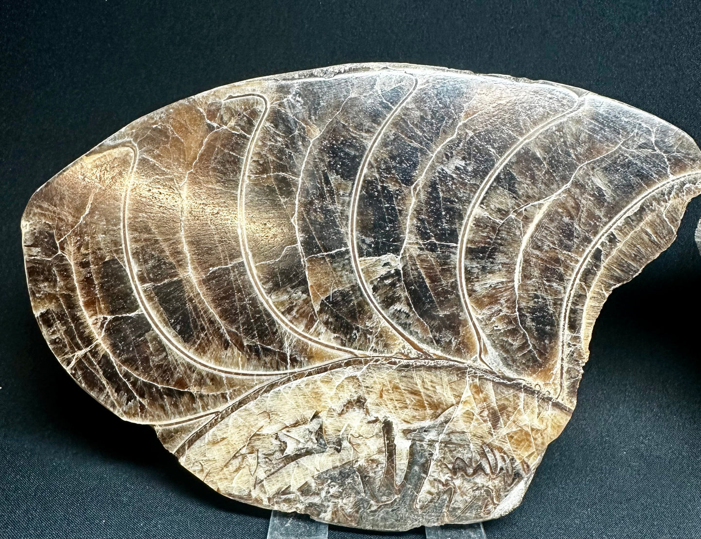 Polished Ammonite whorls