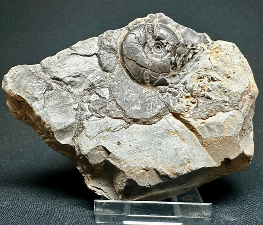 Lower Jurassic, Lower Lias Ammonite from Robin Hoods’s Bay, North Yorkshire, England Oxynoticeras simpsoni