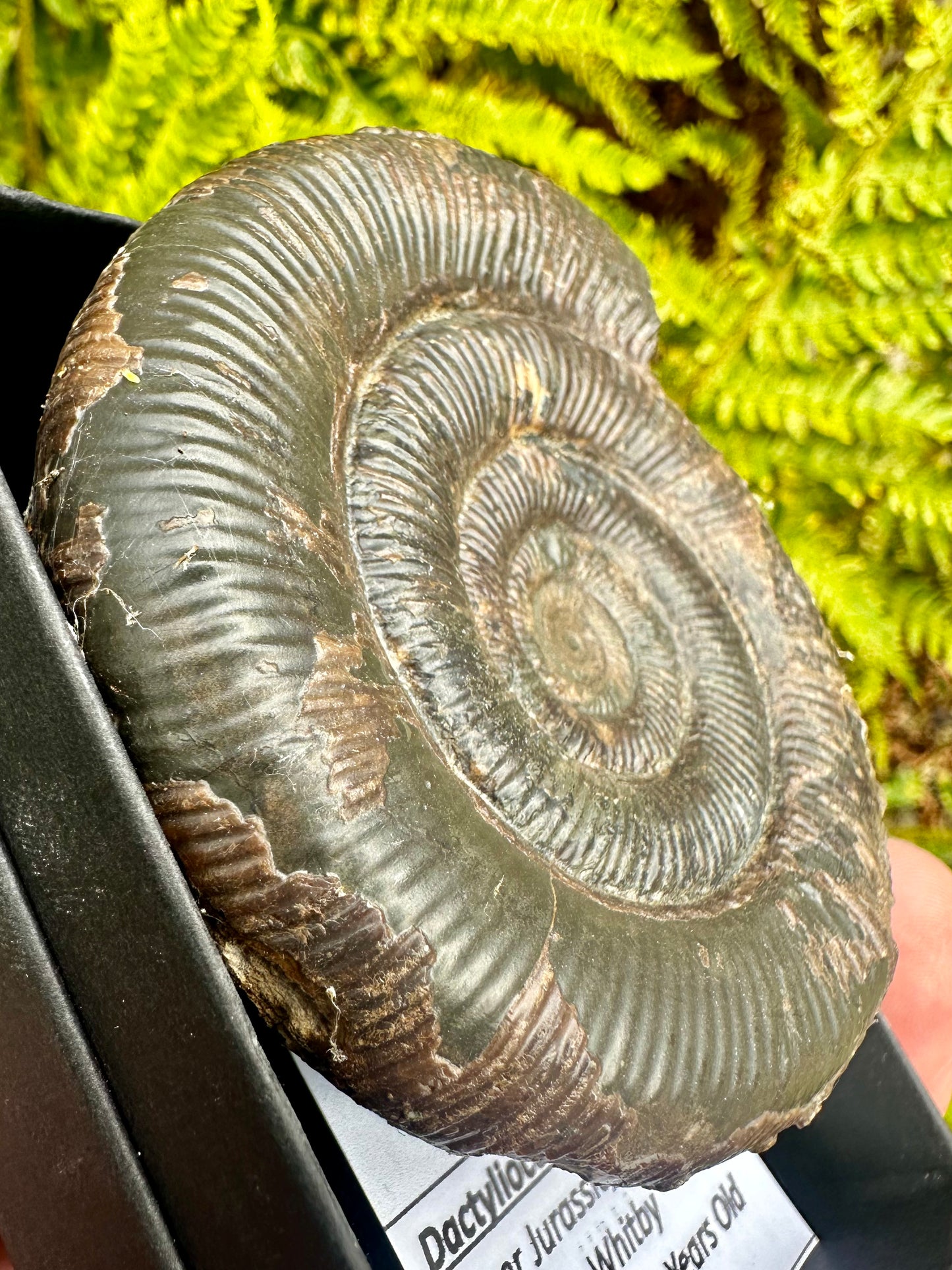 Dactylioceras Ammonite Fossil, Whitby, North Yorkshire Coast, England.