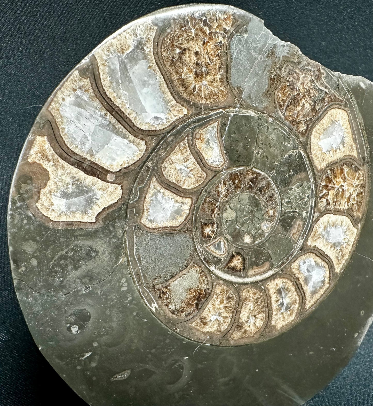 Polished Hildoceras Ammonite. North Yorkshire. Whitby.