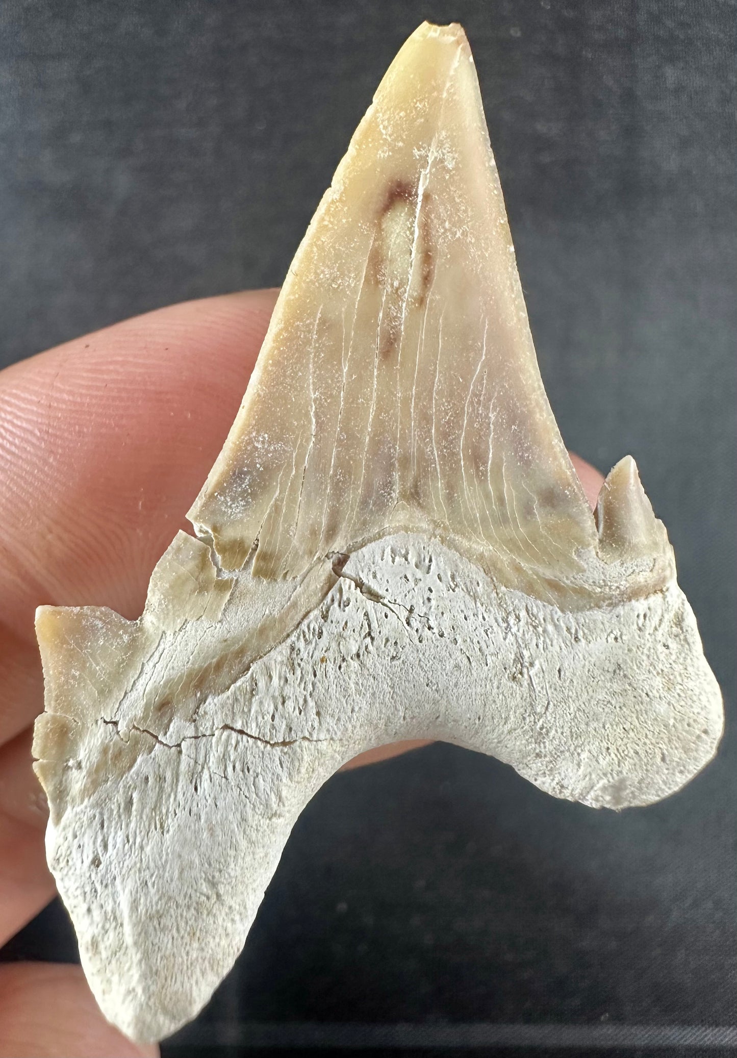 Otodus Obliquus Shark Tooth