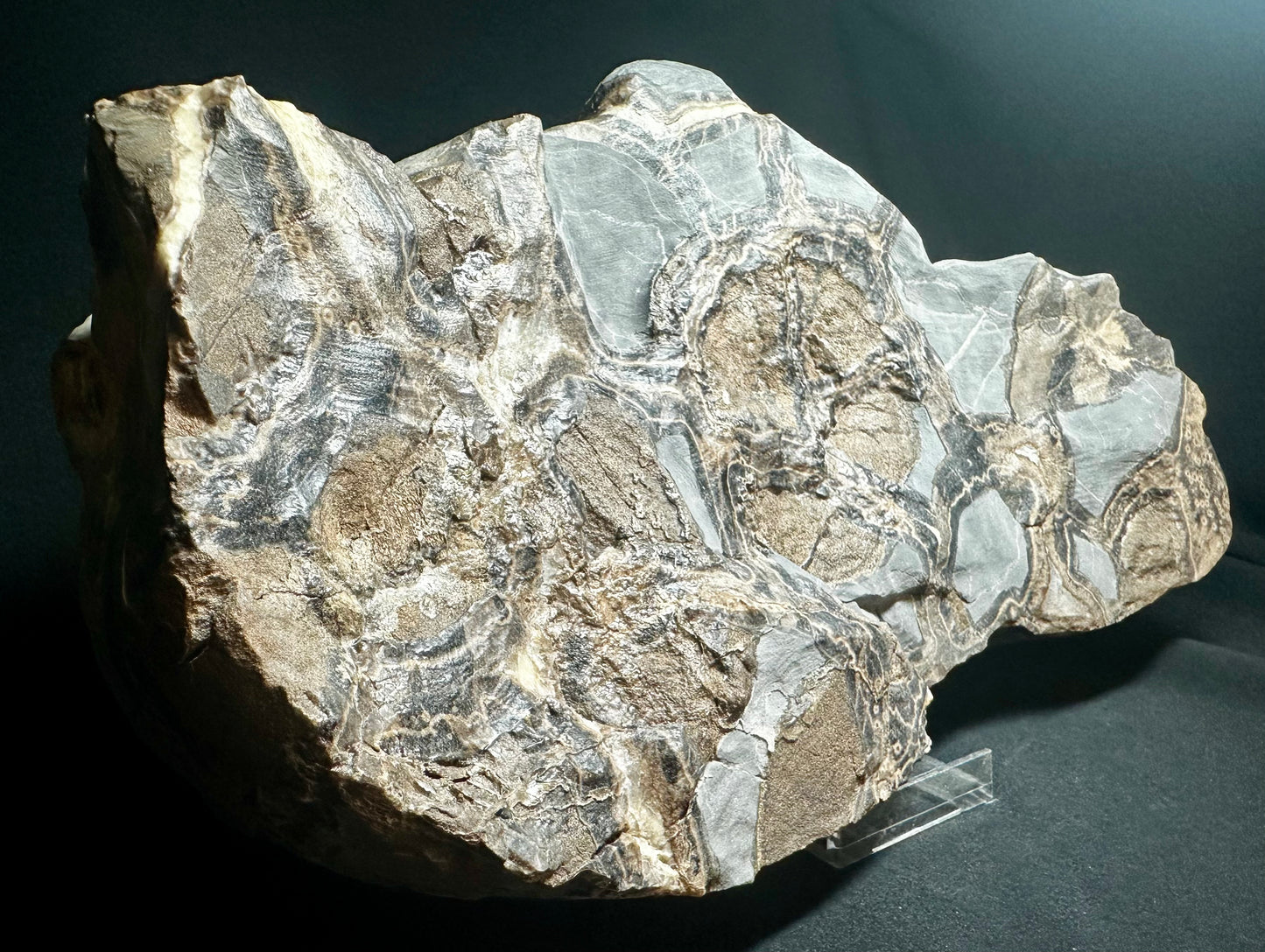 Ichthyosaur Vertebra fossil - Whitby, North Yorkshire Jurassic Coast.