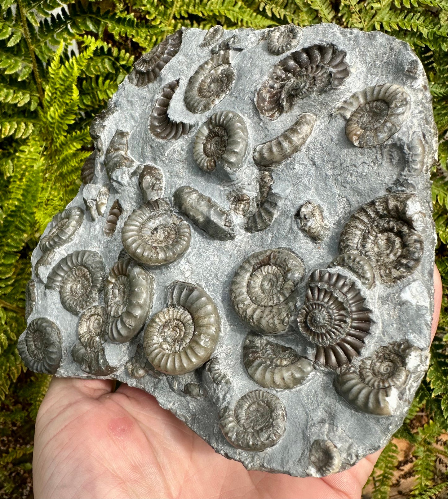 Arnioceras Semicostatum ammonite multi block fossil, Holderness coast, East Yorkshire, England