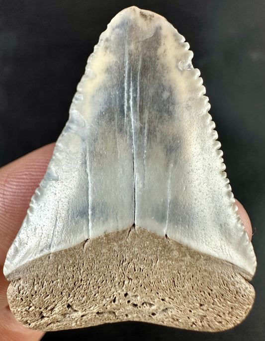 Bone Valley Megalodon Tooth